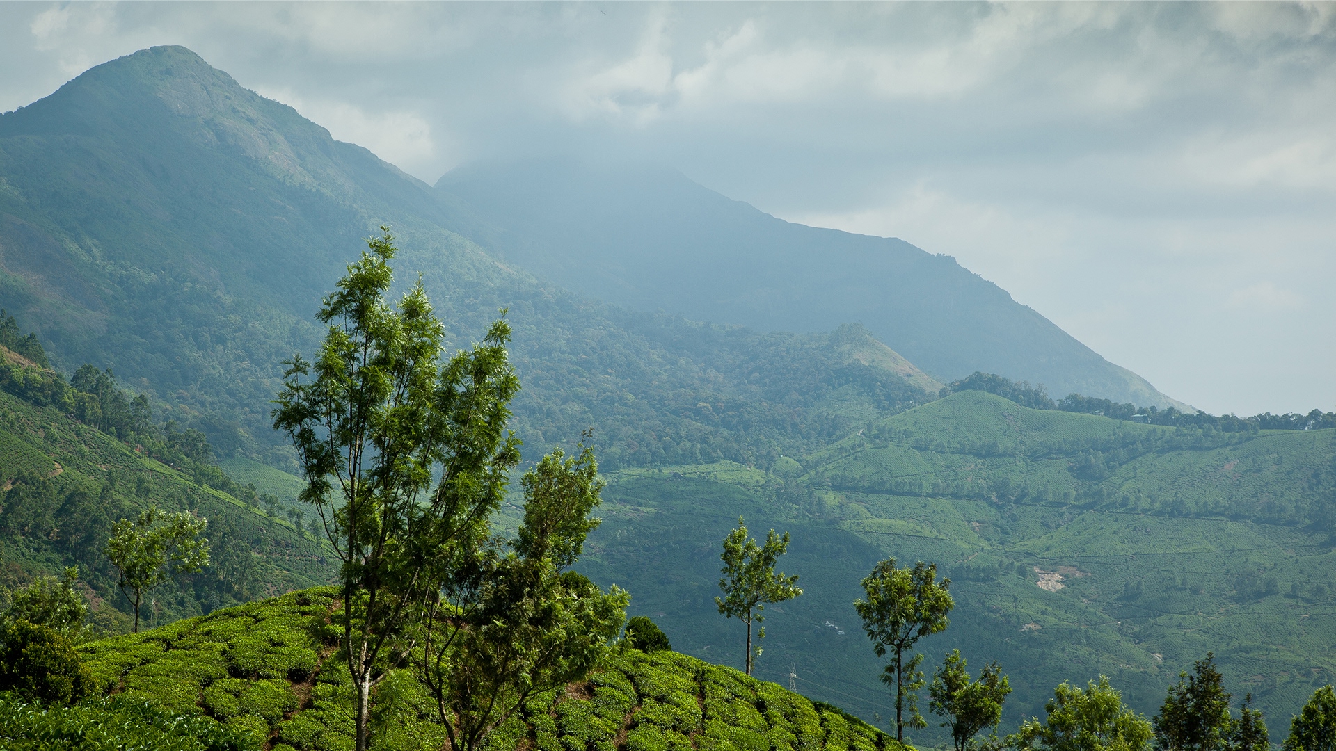 Beautiful misty hills of Nuwara Eliya