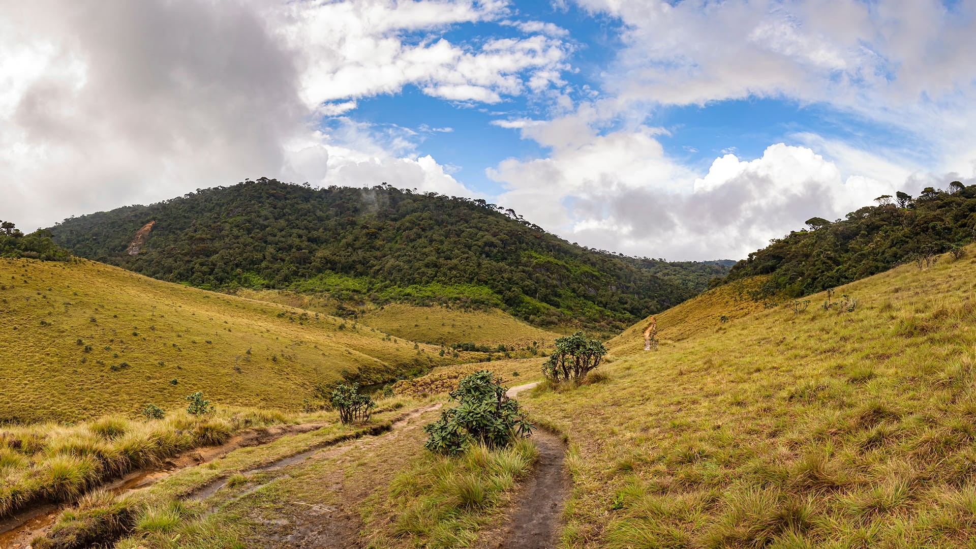 Horton plains and its pathways in the daylight