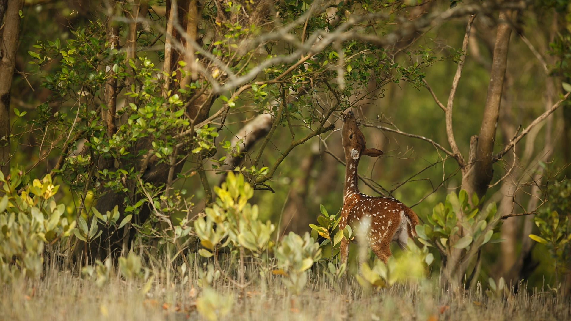 Baby deer reaching out to eat some leaves at Bundala National Park