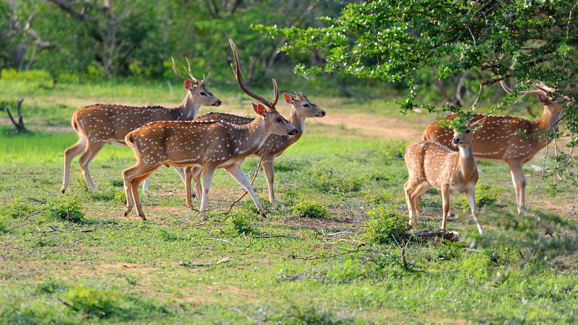 A herd of deer strolling along the Yala National Park 