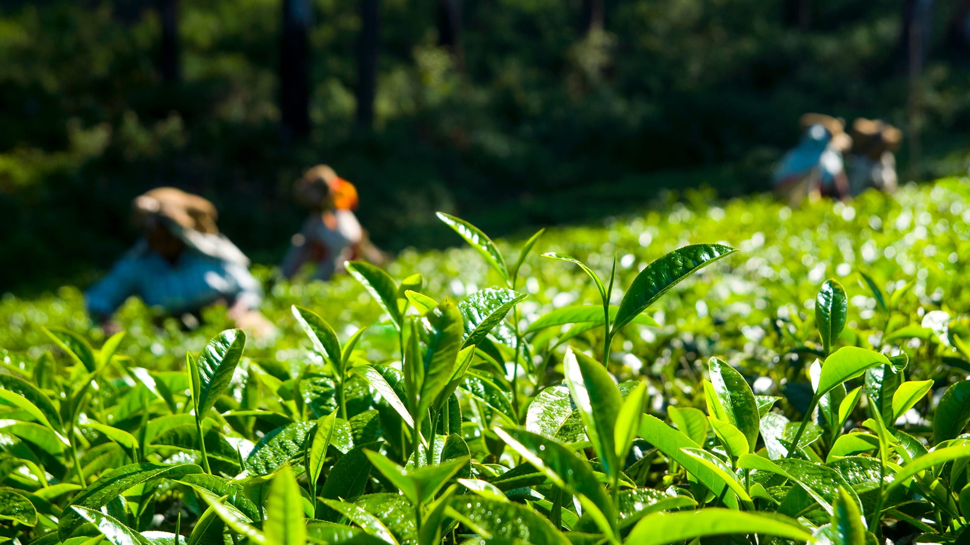 Fresh tea leaves ready for plucking